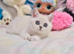 Rony - British Shorthair Kitten For Sale - Brooklyn, NY, US