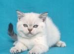 Aida - Scottish Straight Kitten For Sale - Brooklyn, NY, US