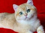 Darina - British Shorthair Cat For Sale - Brooklyn, NY, US