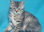 Amethyst - Scottish Straight Kitten For Sale - Brooklyn, NY, US