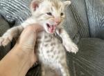 Bently F5 - Savannah Kitten For Sale - Las Vegas, NV, US