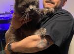 Romeo and Miss Meg - Maine Coon Kitten For Sale - Cottonwood, CA, US