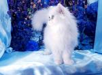 Tiny Aries - Persian Kitten For Sale - 