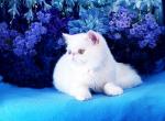 Snow Flurry - Exotic Kitten For Sale - McKinney, TX, US