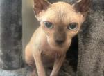 Raisin - Sphynx Kitten For Sale - Mobile, AL, US