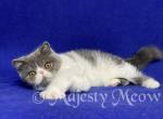 Vasilisa - Exotic Cat For Sale - Yucca Valley, CA, US