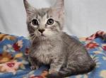 Starla's litter - Munchkin Kitten For Sale - Sullivan, MO, US