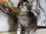Katy - Maine Coon Kitten For Sale - New York, NY, US