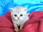 Phoebe - British Shorthair Kitten For Sale - New York, NY, US
