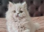 Lyubochka - Scottish Straight Kitten For Sale - Norwalk, CT, US