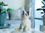 Celine very special therapy kitten - Ragdoll Kitten For Sale - Maryland City, MD, US