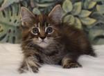 Roxy - Maine Coon Kitten For Sale - Miami, FL, US