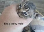 New litters - Devon Rex Kitten For Sale - Homer, IL, US