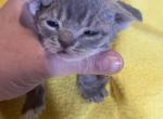 Adorable litter - Devon Rex Kitten For Sale - 