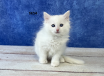 Frais Ragdoll Litter - Ragdoll Kitten For Sale - Lancaster, OH, US