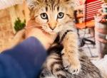 Main Coon Savannah mix of high quality - Savannah Kitten For Sale - FL, US