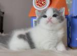 Blue n white Boy - British Shorthair Kitten For Sale - Fontana, CA, US