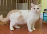 Red n white BSH girl - British Shorthair Cat For Sale - Fontana, CA, US