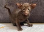 Kava - Oriental Kitten For Sale - Norwalk, CT, US