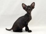 Night - Peterbald Kitten For Sale - Norwalk, CT, US