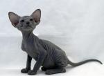 Nansiy - Peterbald Kitten For Sale - Norwalk, CT, US