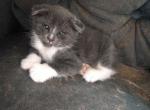 Scottish Fold Polydactyl Manx - Manx Kitten For Sale - Mokelumne Hill, CA, US