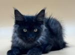 Lois - Maine Coon Kitten For Sale - Brighton, CO, US