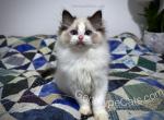 Tao - Ragdoll Kitten For Sale - Tuscaloosa, AL, US