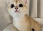 Mochi - British Shorthair Kitten For Sale - Charlotte, NC, US