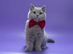 Rascal - British Shorthair Kitten For Sale - Houston, TX, US