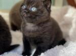 Niko - British Shorthair Kitten For Sale - Vancouver, WA, US