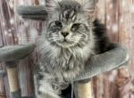 Gertrude - Maine Coon Cat For Sale - Brighton, CO, US