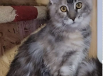 Willow - Maine Coon Cat For Sale - Brighton, CO, US