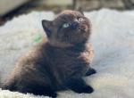 Mars - British Shorthair Kitten For Sale - Vancouver, WA, US