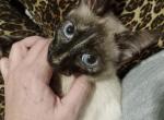 Seal Point Girl 2 Polydactyl - Siamese Kitten For Sale - AR, US
