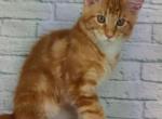 Boney - Maine Coon Cat For Sale - Brighton, CO, US