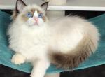 Malva - Ragdoll Kitten For Sale - Miami, FL, US