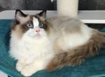 Yasha - Ragdoll Cat For Sale - Miami, FL, US