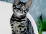 Rokki - Bengal Kitten For Sale - Norwalk, CT, US