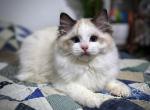 Isaac - Ragdoll Kitten For Sale - Tuscaloosa, AL, US