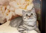 Litter 2 - British Shorthair Kitten For Sale - Philadelphia, PA, US