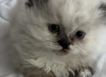 pearl - Himalayan Kitten For Sale - NH, US