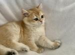 Simba - British Shorthair Kitten For Sale - Northridge, CA, US