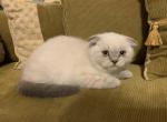 Beautiful Himalayan and Scottish Himafold Babies - Scottish Fold Kitten For Sale - Levittown, PA, US