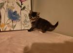 Megana - Domestic Kitten For Adoption - Covington, KY, US