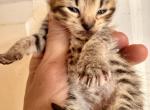 Savannah F2 boy - Savannah Kitten For Sale - FL, US