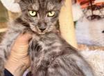 Black smoke boy pure Main Coon - Maine Coon Kitten For Sale - FL, US