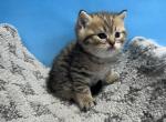 Kitty 1 - Scottish Straight Kitten For Sale - Renton, WA, US