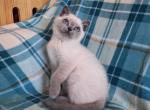 PINKY PIE - British Shorthair Kitten For Sale - Sacramento, CA, US