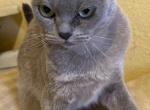 S Idaho Jewel Blue Burmese - Burmese Cat For Sale - ID, US